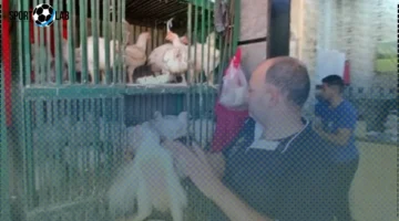 أسعار الفراخ في الإسكندرية اليوم تتصدر السوق ببراعة